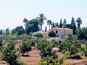 Finca
