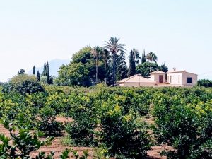Finca